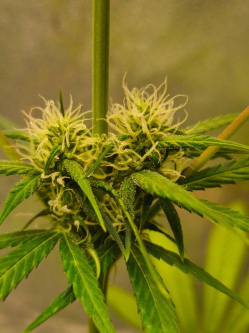 Jack Herer F2-Generation. Week 9