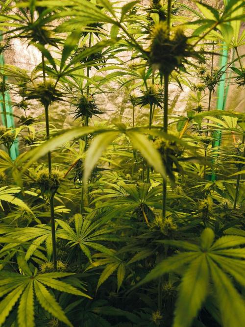 Jack Herer F2-Generation. Week 9