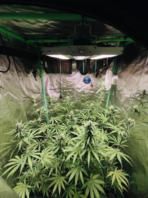 Jack Herer F2-Generation. Week 9