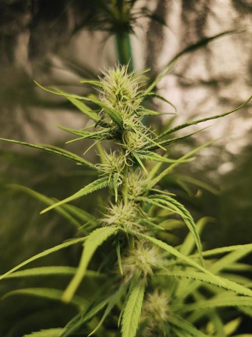 Jack Herer F2-Generation. Week 9
