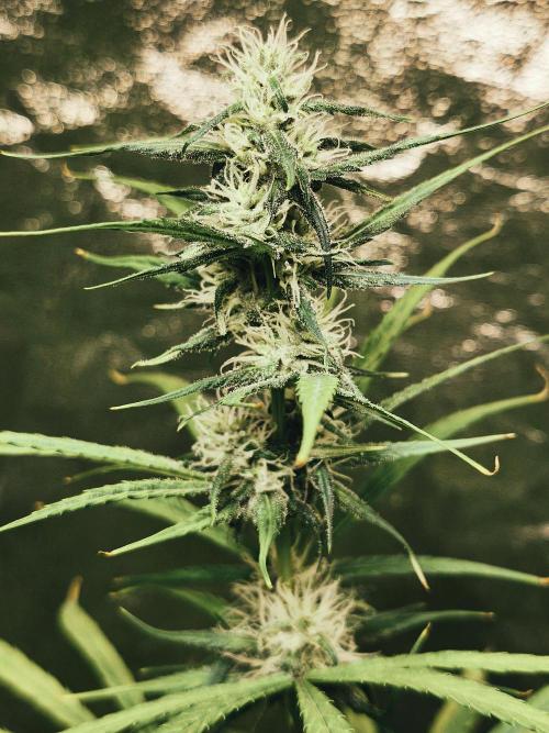 Jack Herer F2-Generation. Week 9