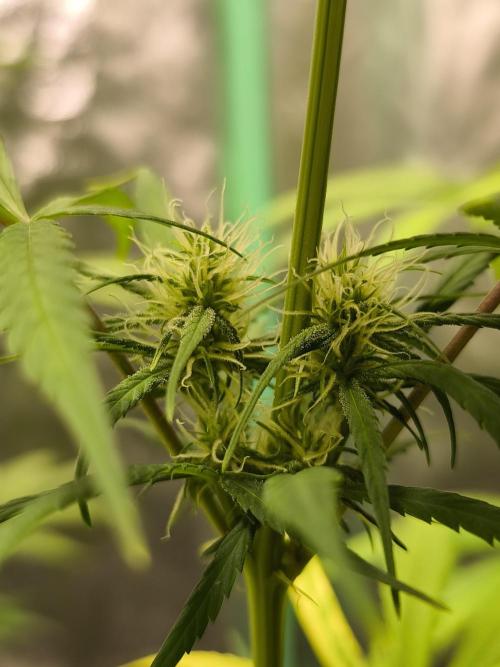 Jack Herer F2-Generation. Week 9