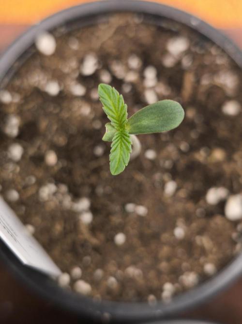 Dutch Passion Growing Competition 2026. Week 1