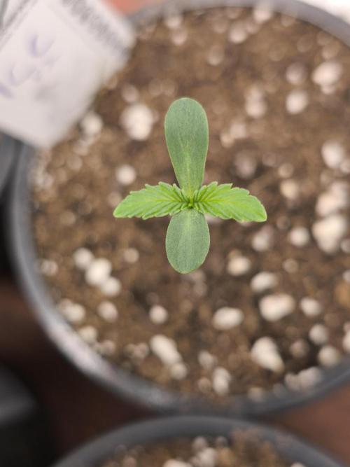 Dutch Passion Growing Competition 2026. Week 1