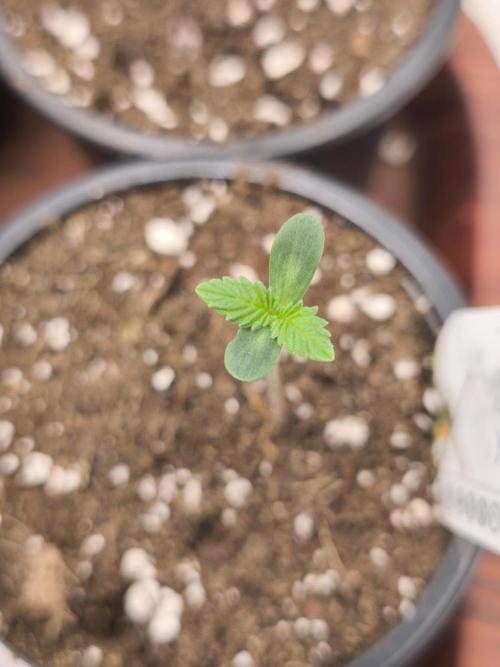 Dutch Passion Growing Competition 2026. Week 1