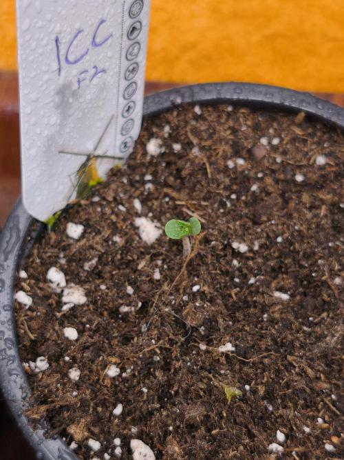 Dutch Passion Growing Competition 2026. Week 1