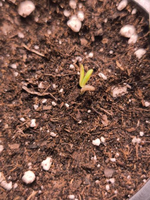 Dutch Passion Growing Competition 2026. Week 1