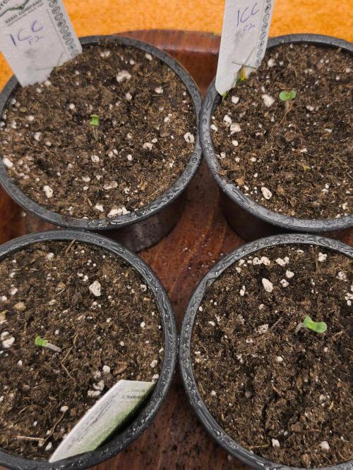 Dutch Passion Growing Competition 2026. Week 1