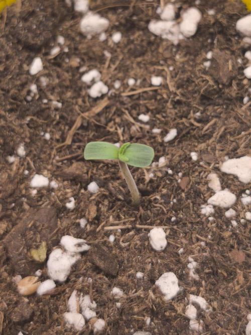 Dutch Passion Growing Competition 2026. Week 0