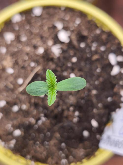 Dutch Passion Growing Competition 2026. Week 0