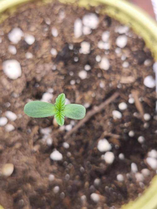 Dutch Passion Growing Competition 2026. Week 0
