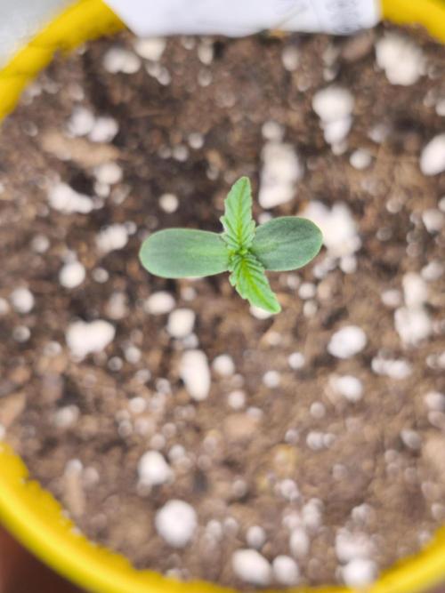 Dutch Passion Growing Competition 2026. Week 0
