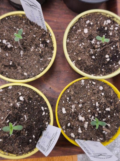 Dutch Passion Growing Competition 2026. Week 0