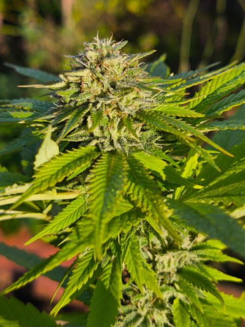 Outdoor 2026 - Atlantic Europe. Week 28