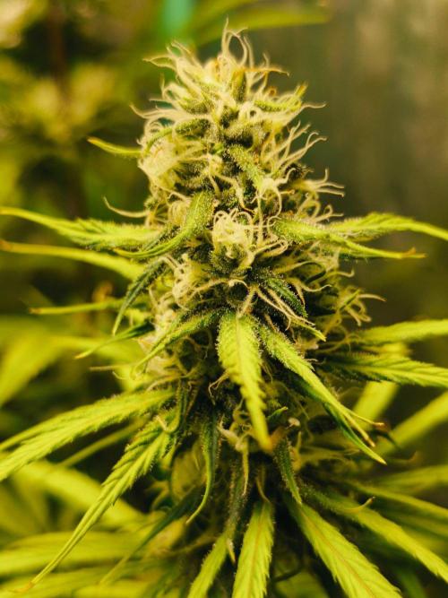 Jack Herer F4. Week 10