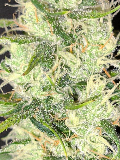 Jack Herer F4. Week 11