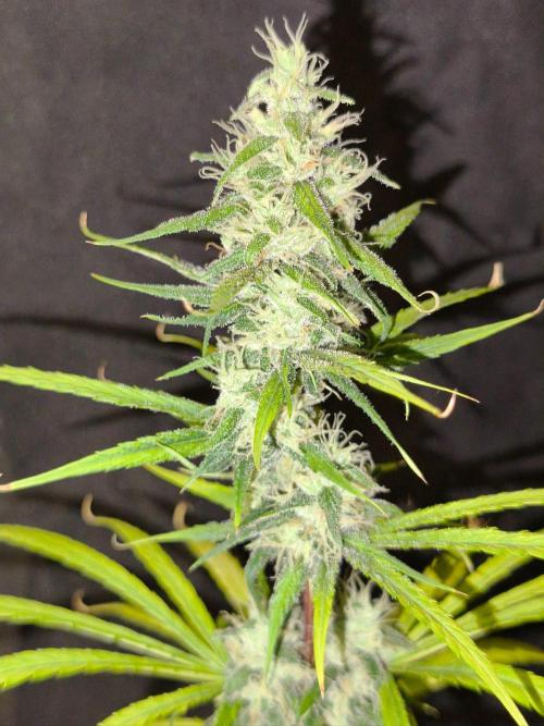 Jack Herer F4. Week 11