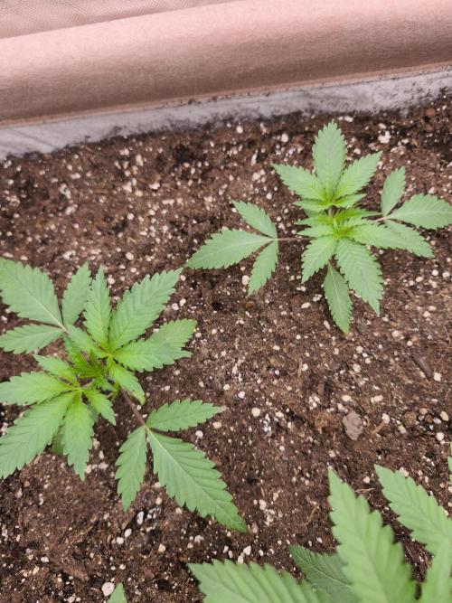 Green House Seed Co. Blind Drop. Week 3 - Test #1