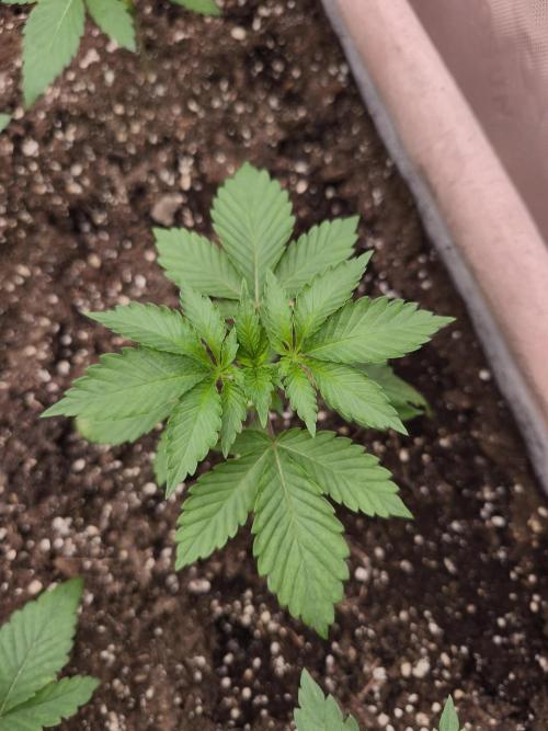 Green House Seed Co. Blind Drop. Week 3 - Test #2