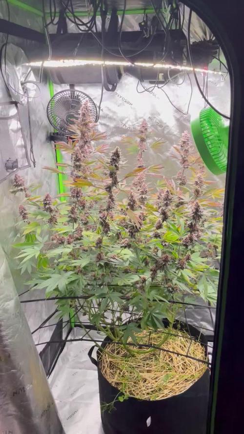 Girl Scout Cookies
