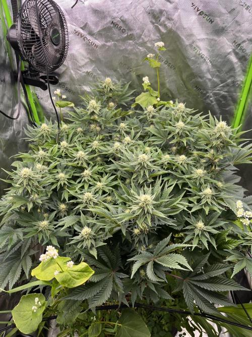 Bigfoot Glue. Week 10