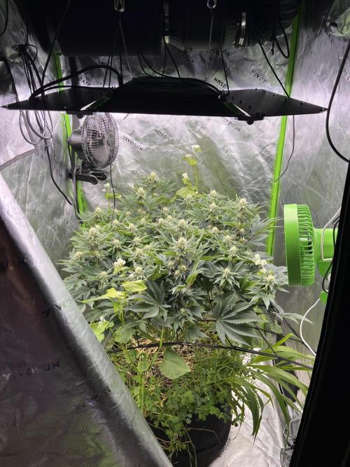 Bigfoot Glue. Week 10