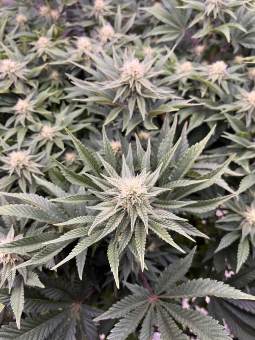 Bigfoot Glue. Week 10