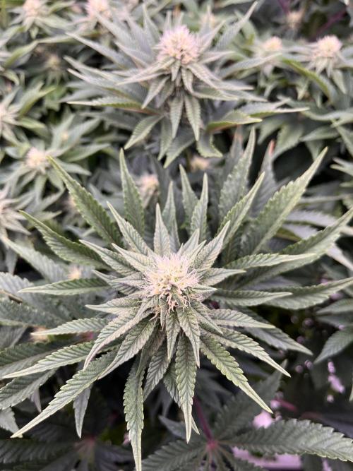 Bigfoot Glue. Week 10