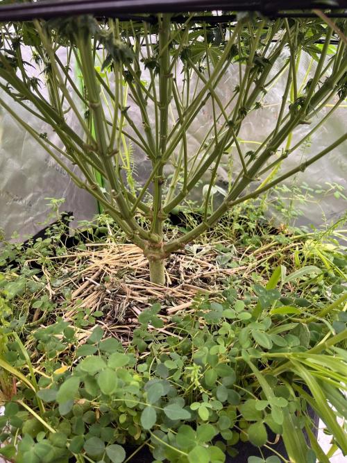 Bigfoot Glue. Week 10