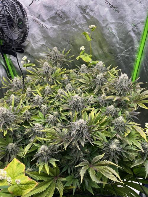 Bigfoot Glue. Week 12