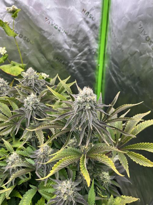 Bigfoot Glue. Week 12