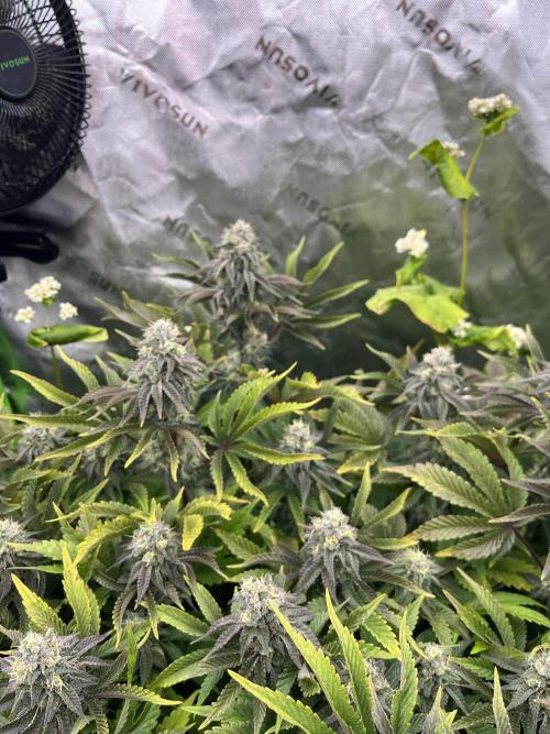 Bigfoot Glue. Week 12