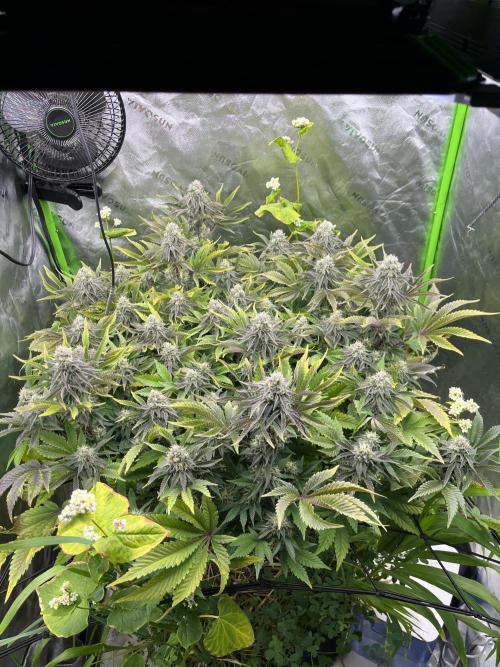 Bigfoot Glue. Week 12