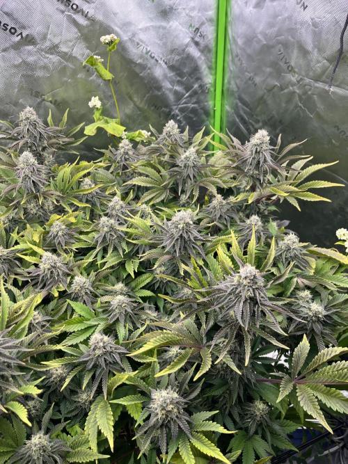 Bigfoot Glue. Week 12