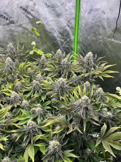 Bigfoot Glue. Week 12