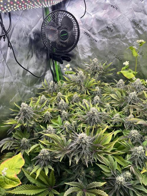 Bigfoot Glue. Week 12