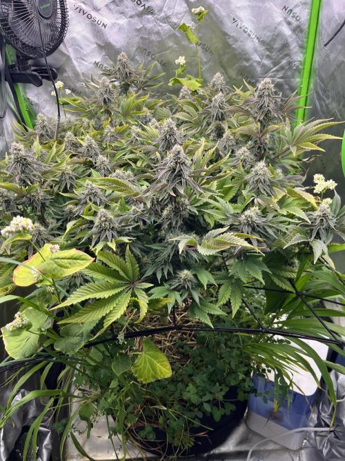 Bigfoot Glue. Week 12