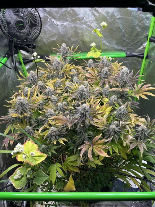 Bigfoot Glue. Week 14