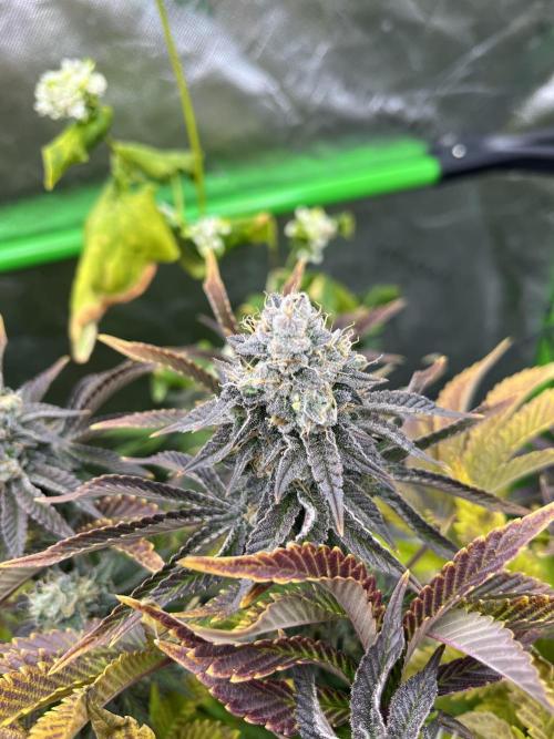 Bigfoot Glue. Week 14