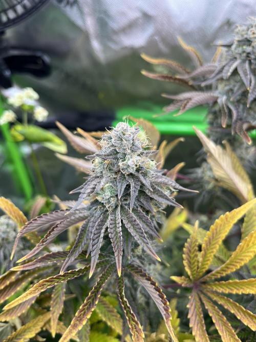 Bigfoot Glue. Week 14