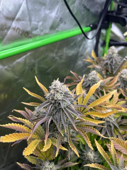 Bigfoot Glue. Week 14