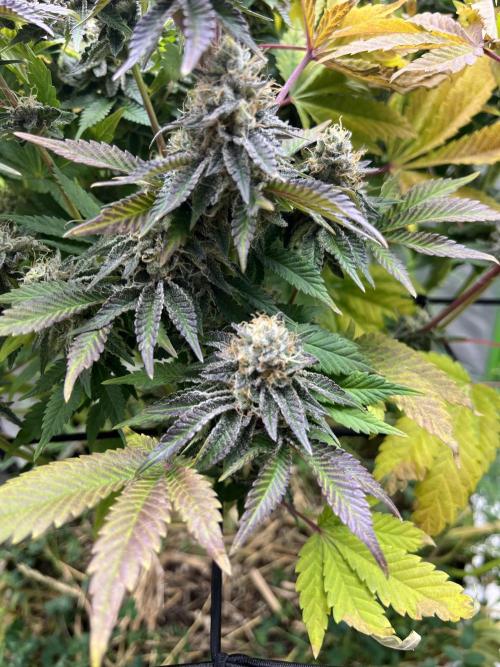 Bigfoot Glue. Week 14