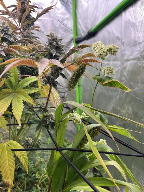 Bigfoot Glue. Week 14