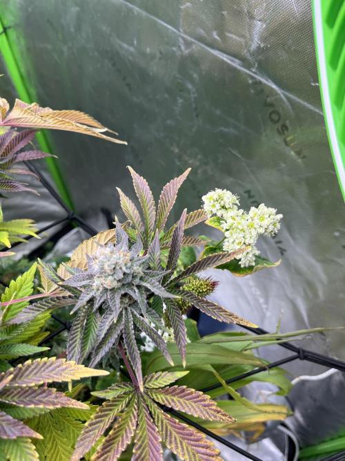 Bigfoot Glue. Week 14