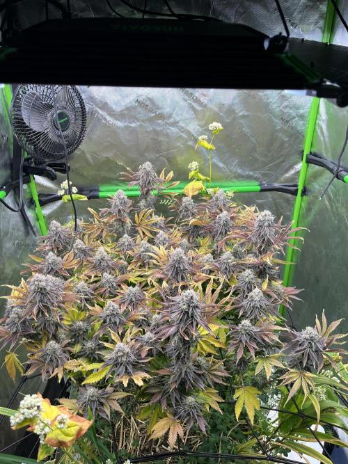 Bigfoot Glue. Week 15