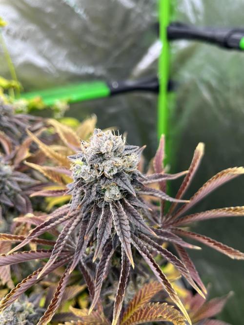 Bigfoot Glue. Week 15