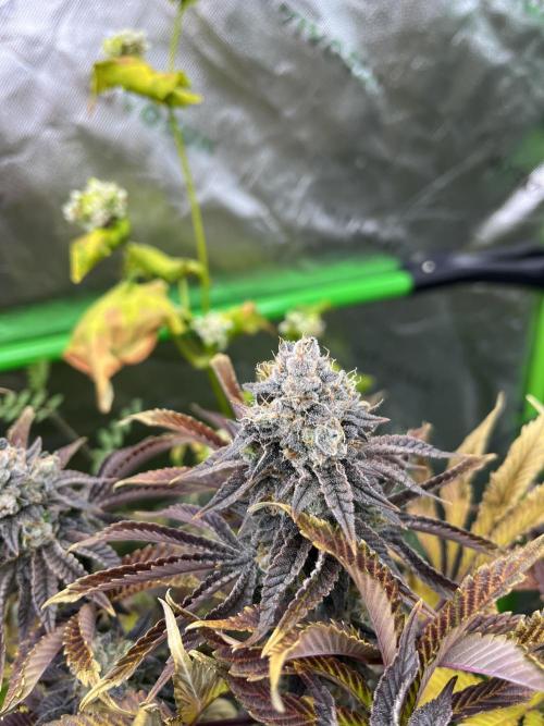 Bigfoot Glue. Week 15