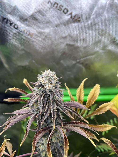 Bigfoot Glue. Week 15