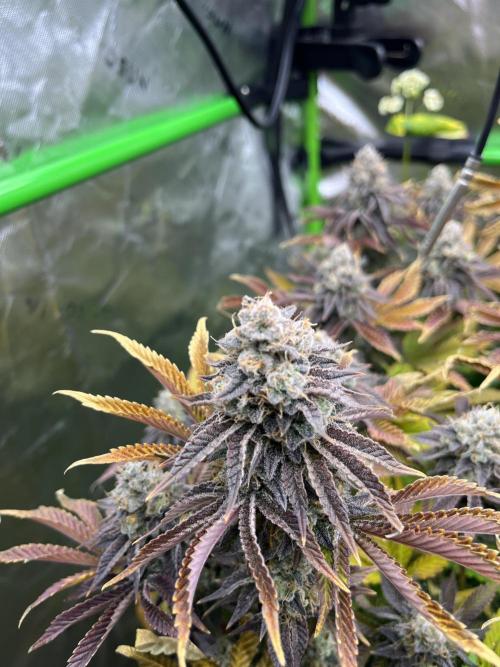 Bigfoot Glue. Week 15