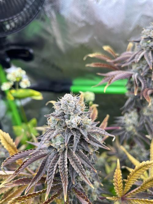 Bigfoot Glue. Week 15